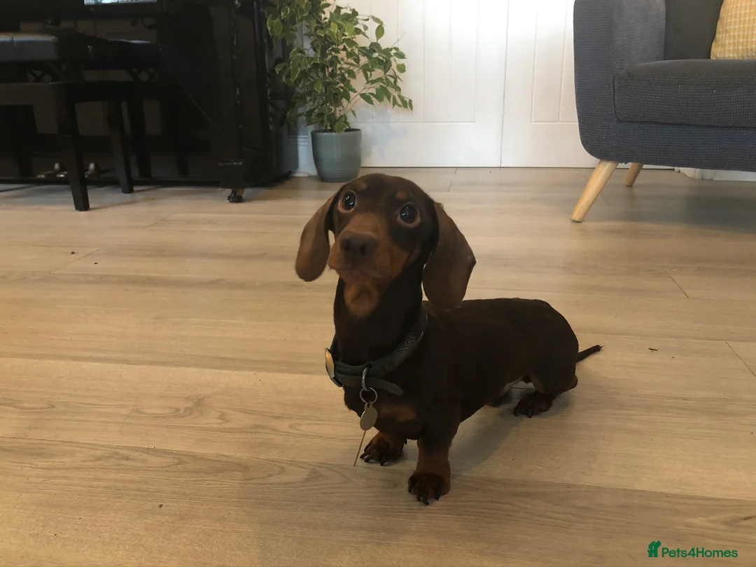 Dachshund dogs for stud: 4kg KC tiny expert Stud Oldham 100% successrecord  in Rochdale - Advert 9