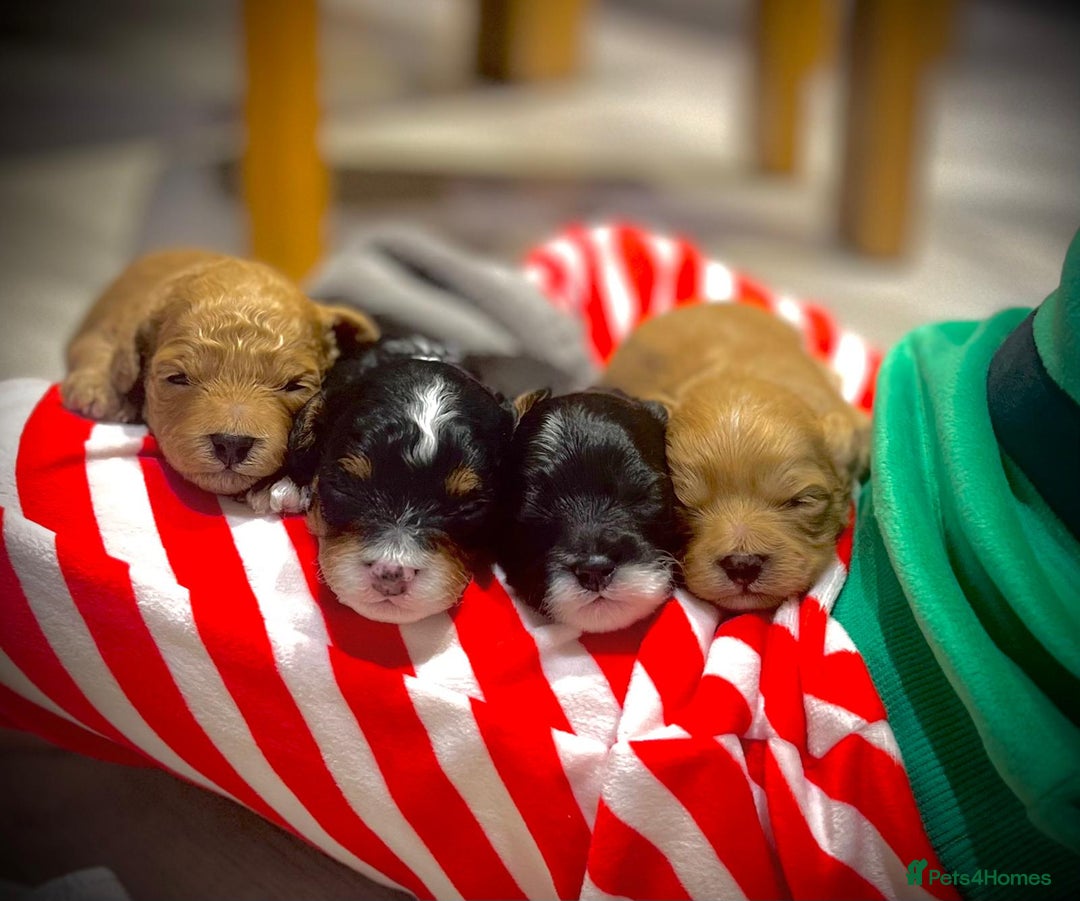 Cavapoo dogs for sale: Stunning F1b Cavapoo puppies  - Advert 2