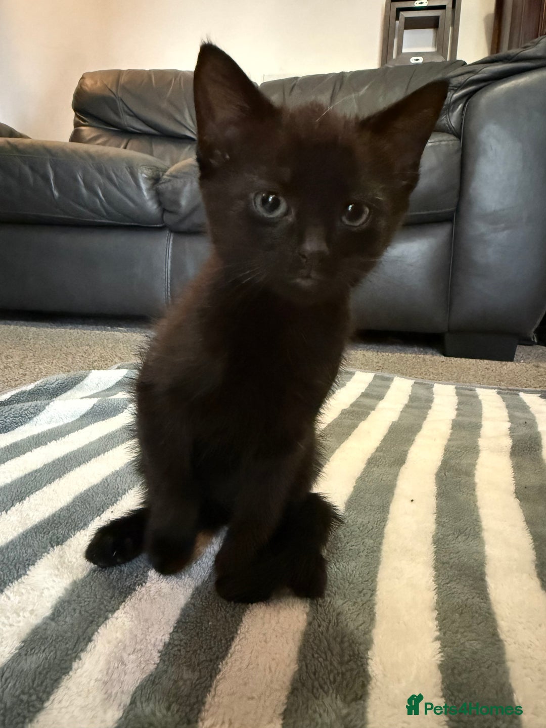 British Shorthair cats for sale: 2 male kittens for sale - Image 1