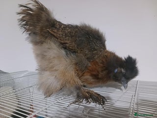 Chickens poultry Young Silkie Pullet - Advert 18