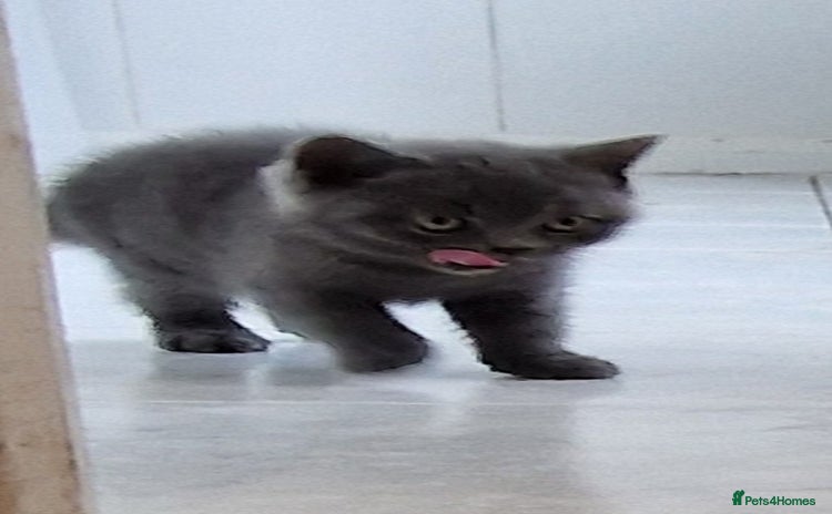 British Shorthair cats - Advert 11