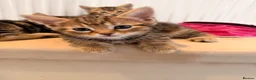 Mixed Breed cats for sale: 2 males left. Can deliver,Ready now.  - Advert 3