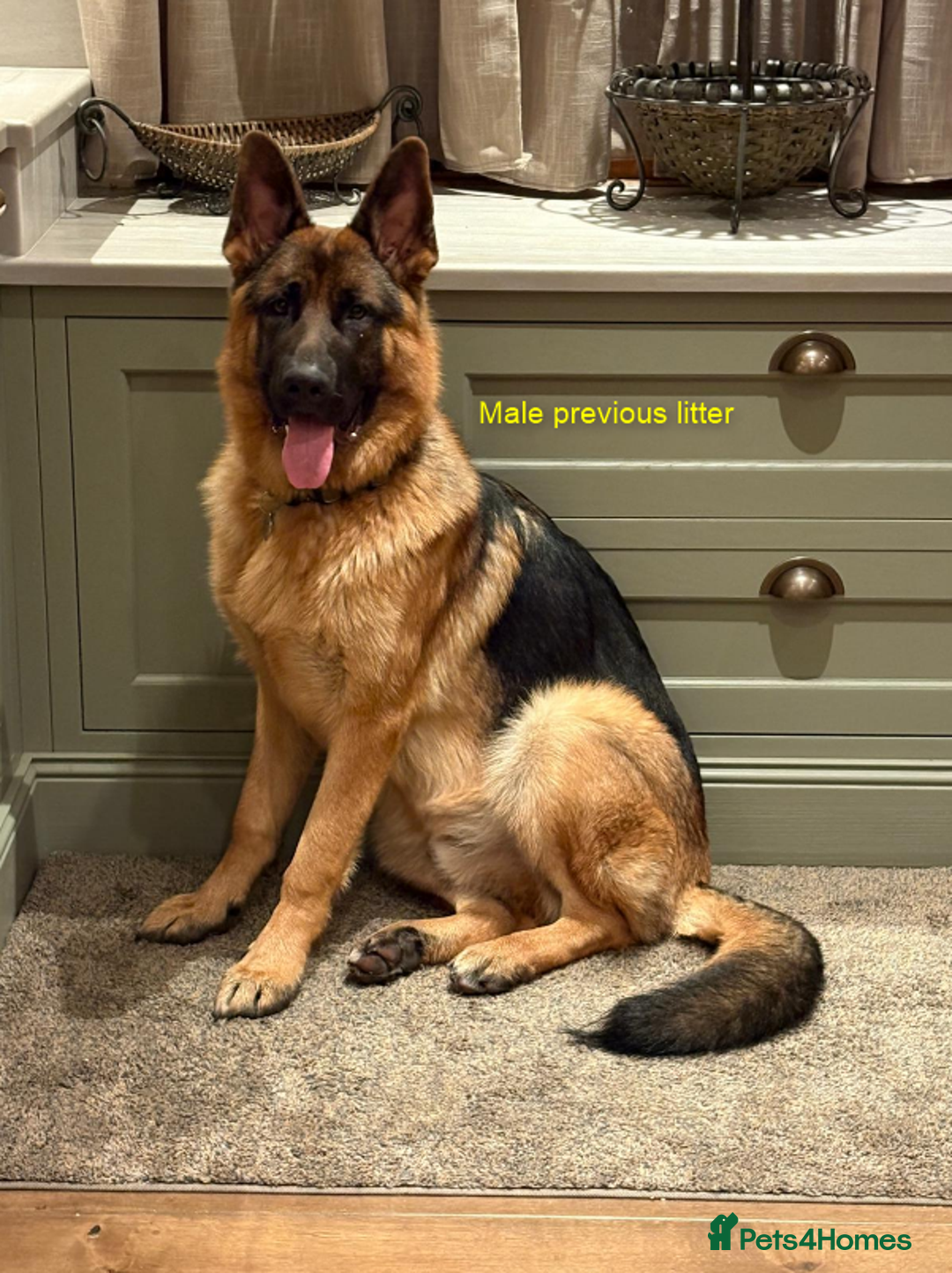 German Shepherd dogs for sale: German Shepherd Puppies – Elite German Bloodlines - Advert 8