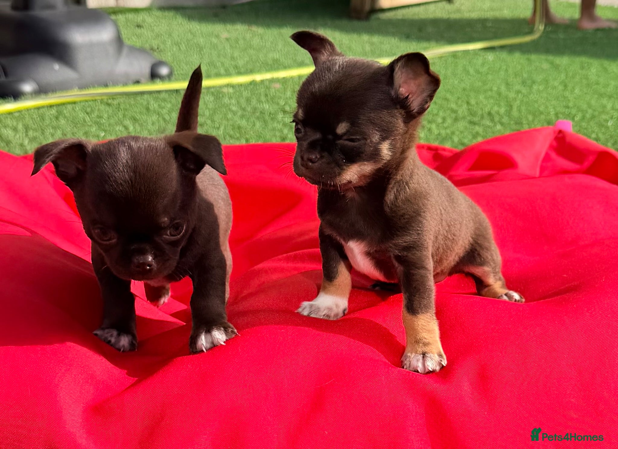 Chihuahua dogs ✨Adorable short haired females chihuahua✨ - Advert 2