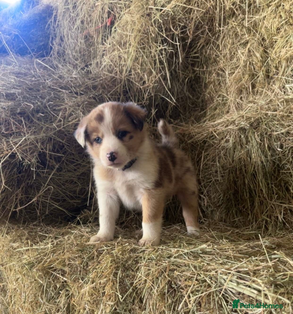 Mixed Breed dogs Collie x Australian Shepherd pup - Advert 1