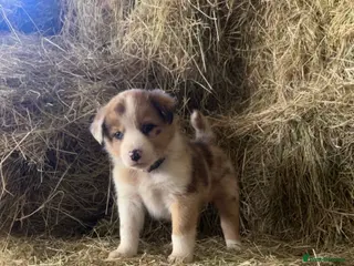 Mixed Breed dogs Collie x Australian Shepherd pup - Advert 1