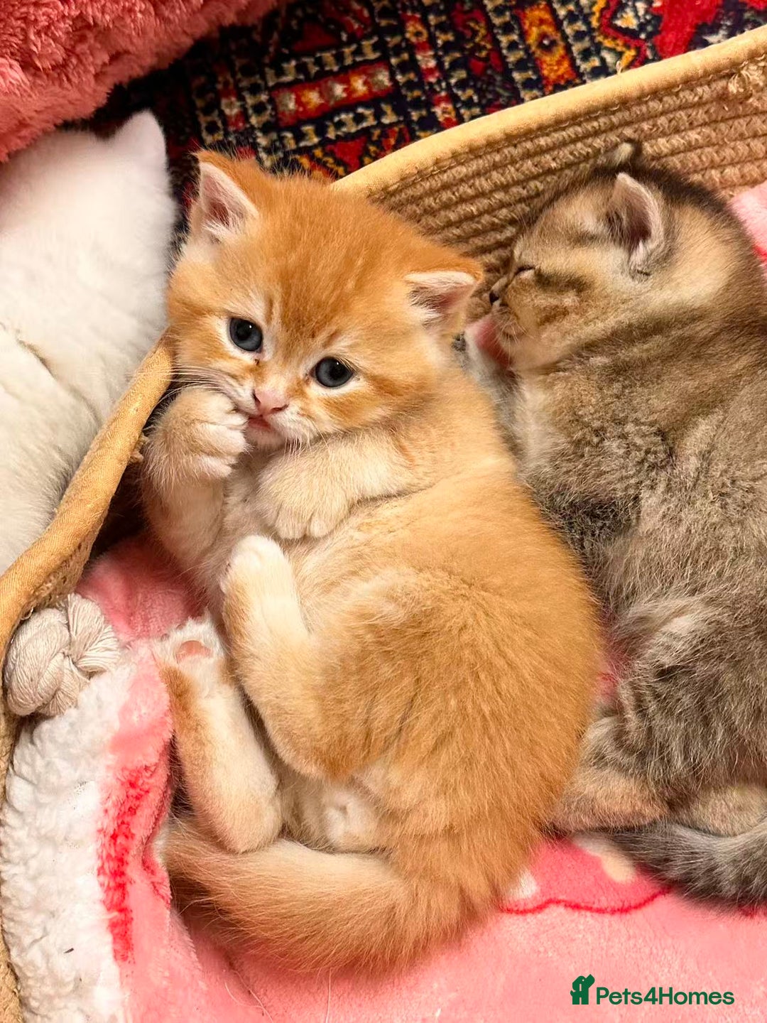 British Shorthair cats for sale: Adorable golden kittens - Advert 3