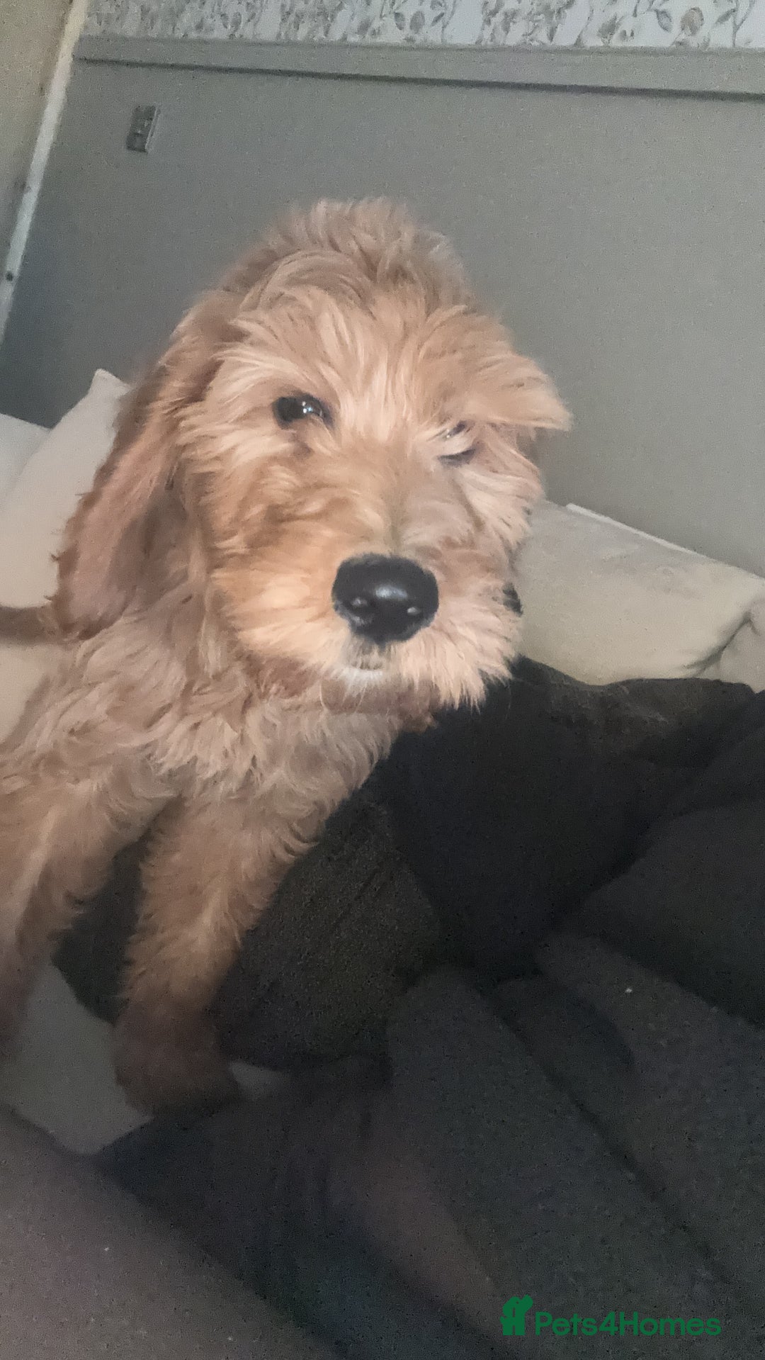 Mini Goldendoodle dogs for sale: Beautiful goldendoodle - Advert 2