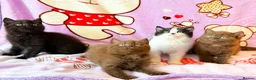 British Shorthair cats for sale: Beautiful British shorthair kittens available  - Advert 1