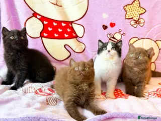 British Shorthair cats Beautiful British shorthair kittens available - Advert 7