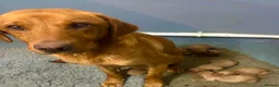 Labrador Retriever dogs for sale: Fox Red Labrador Puppies - Advert 8