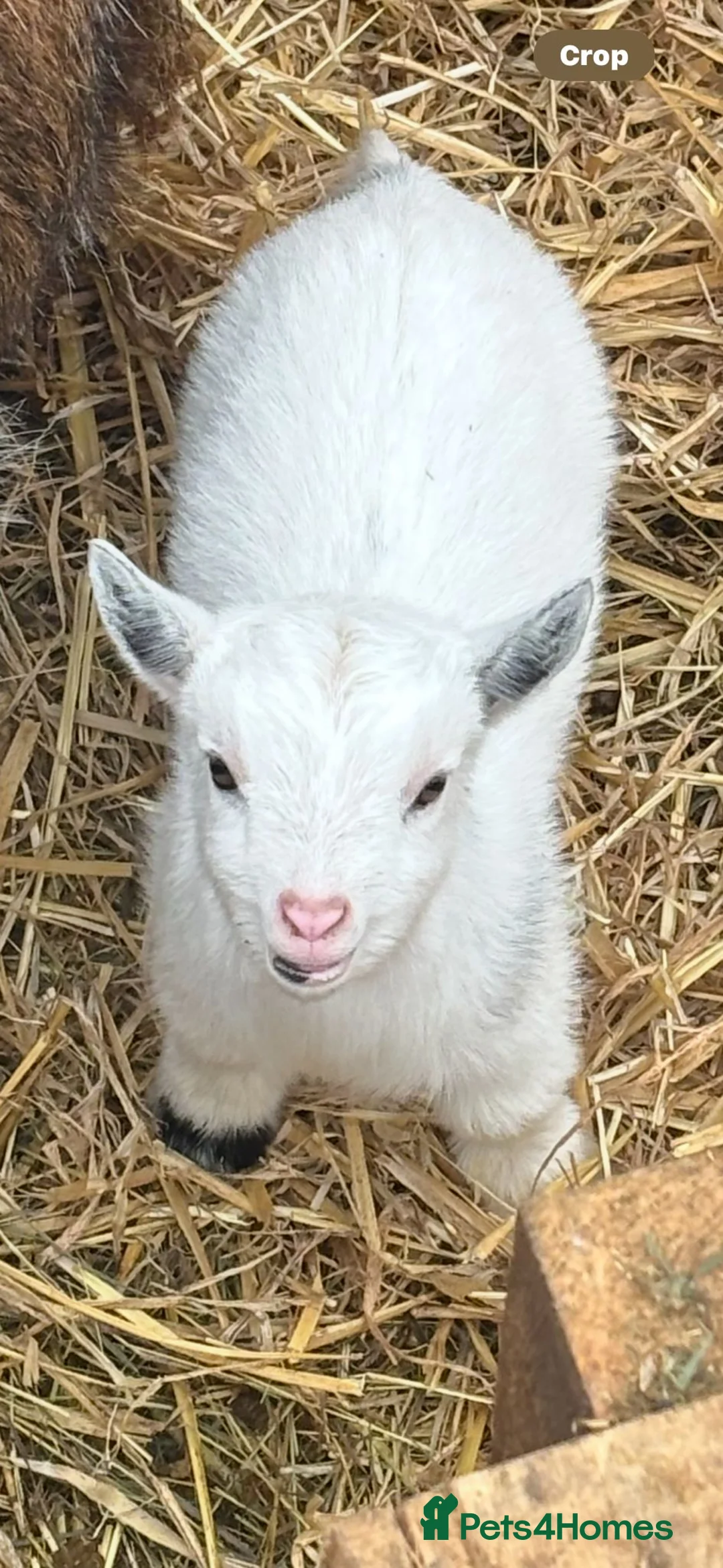 Goats livestock for sale: Small pygmy goats  - Advert 4