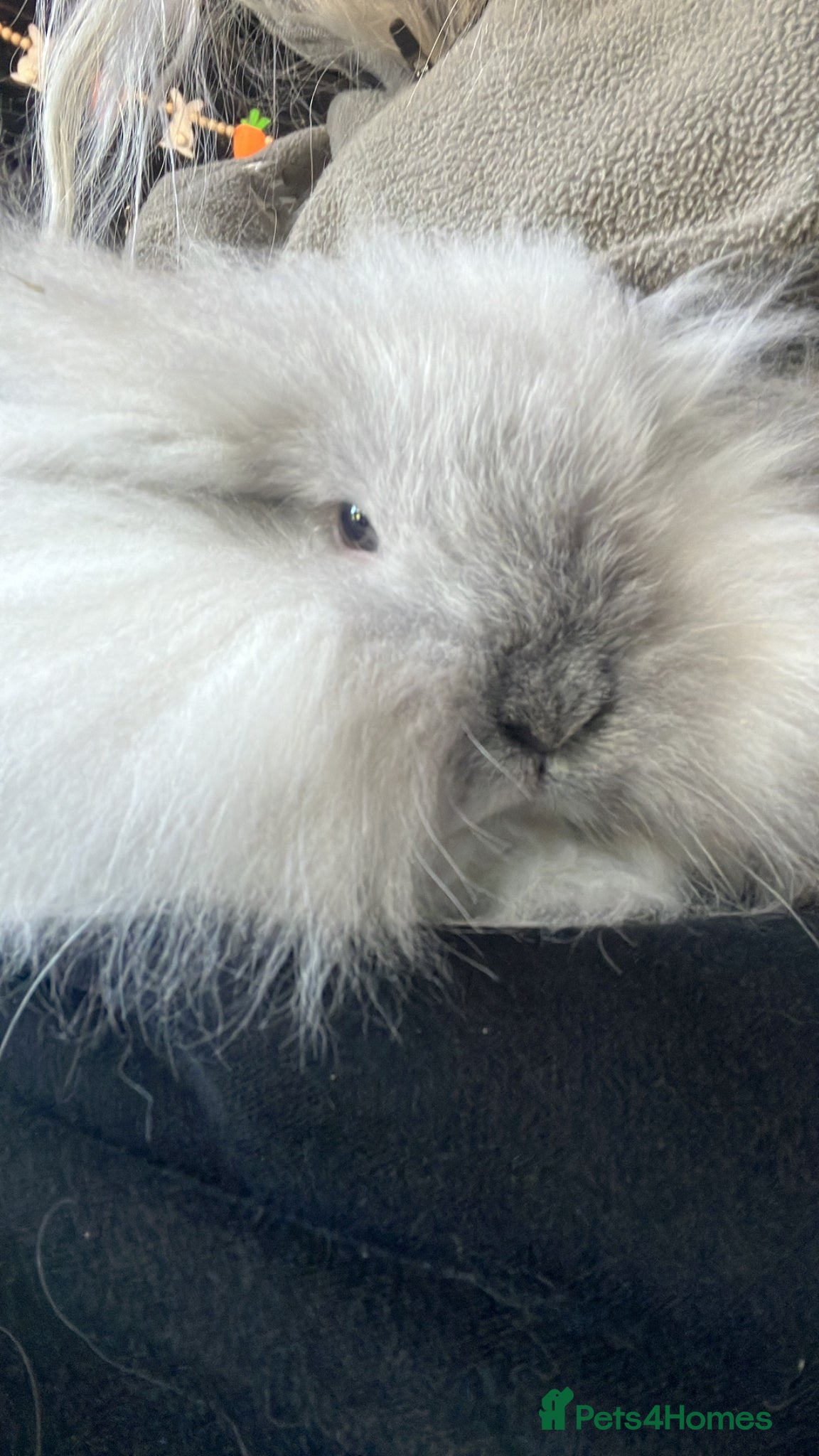 Mini Lop rabbits Female double mini lion lops  - Advert 1