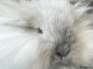 Mini Lop rabbits for sale: Female double mini lion lops - Advert 1