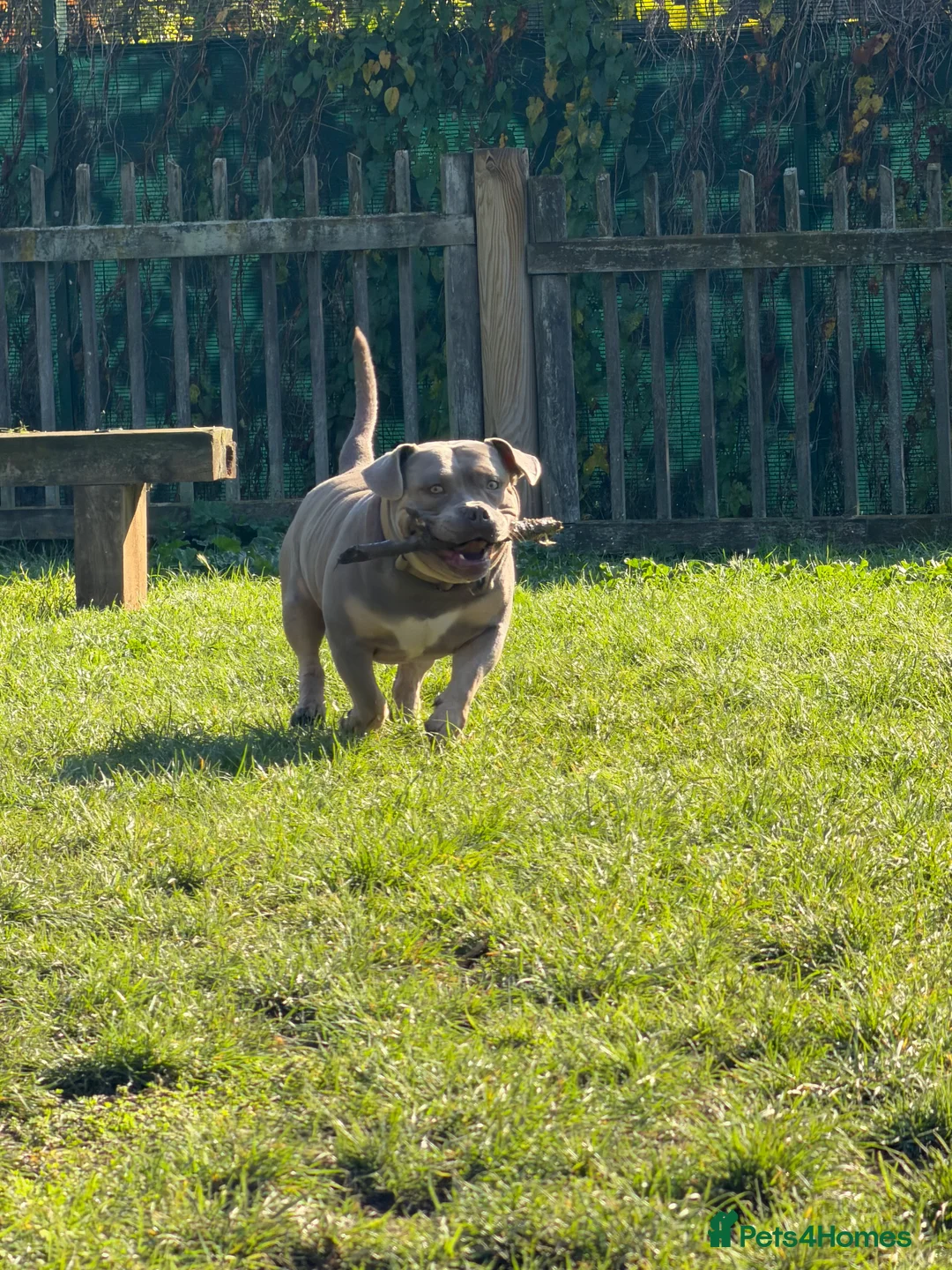 American Bully dogs for sale: Pocket Bully - Advert 2