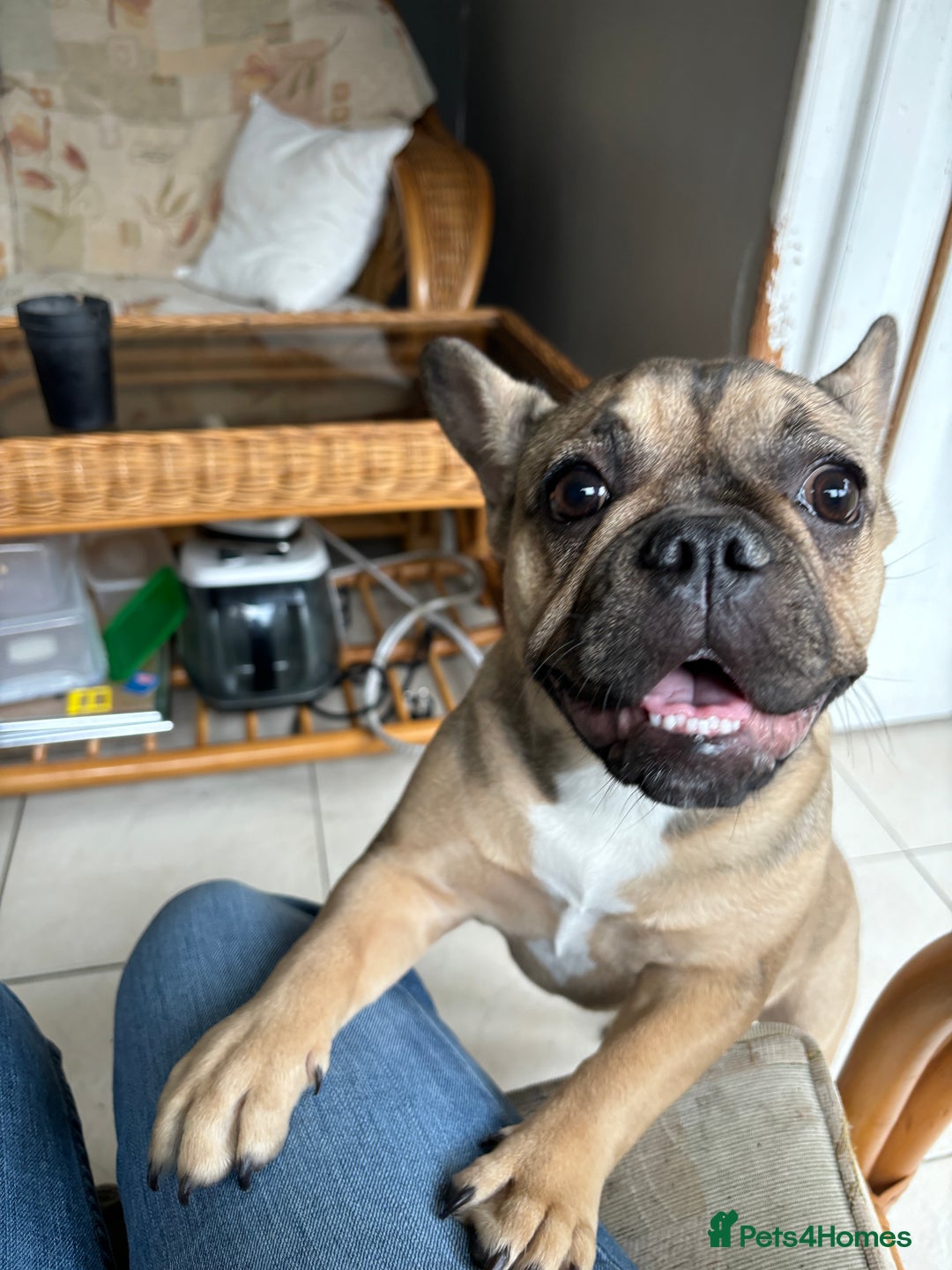French Bulldog dogs for sale: French bulldog  - Advert 2
