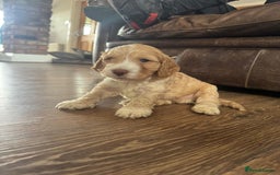 Cockapoo dogs for sale: Adorable F1 Cockerpoo puppies - Image 11