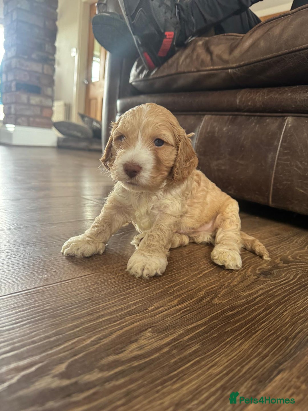 Cockapoo dogs for sale: Adorable F1 Cockerpoo puppies - Image 11