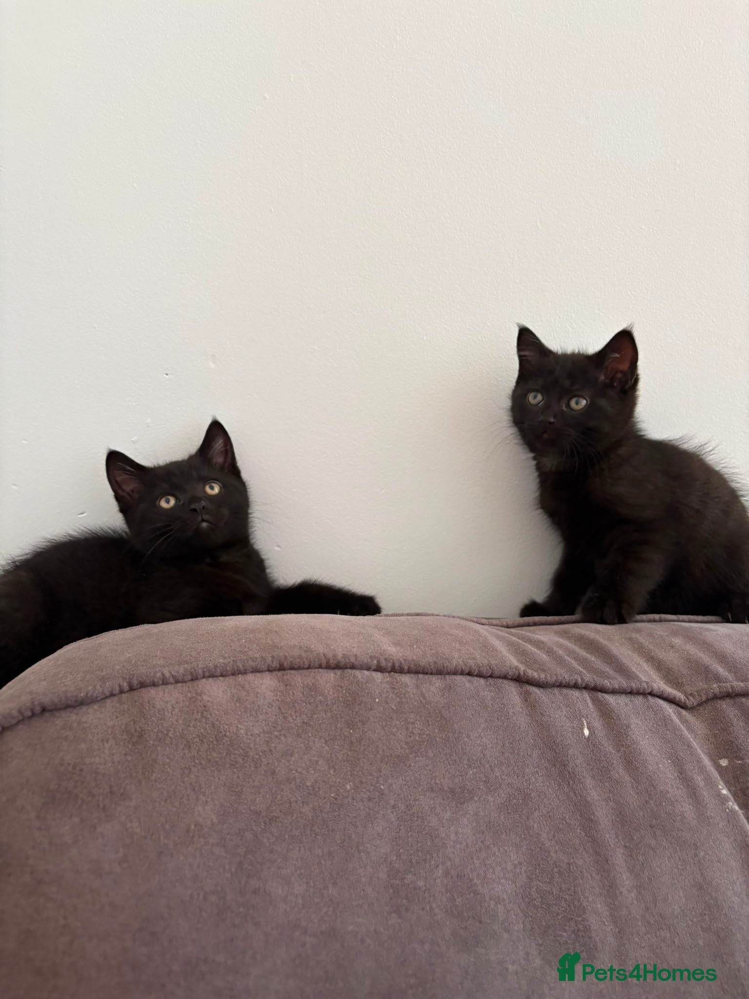 Mixed Breed cats Beautiful black kittens  - Advert 1