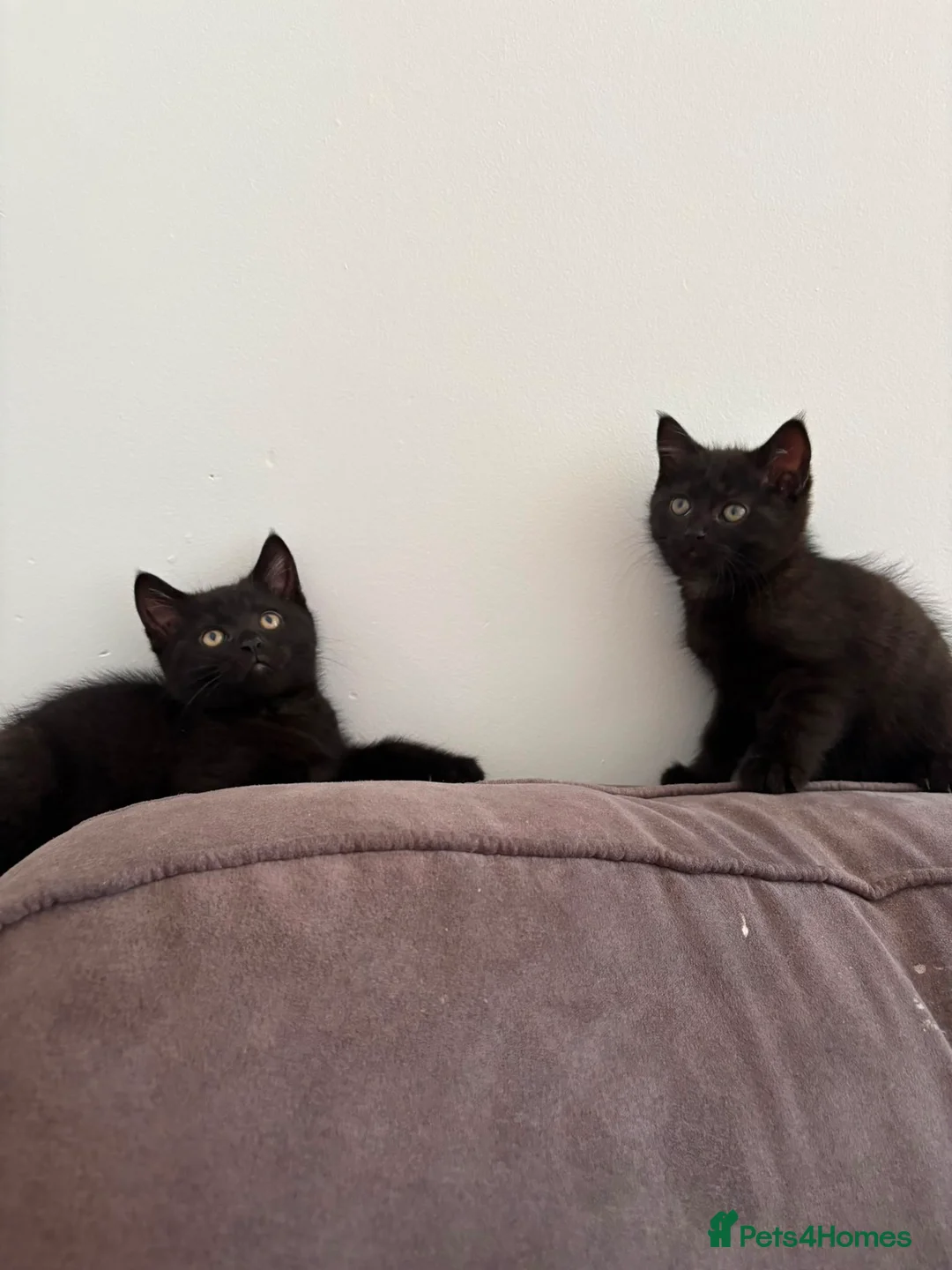 Mixed Breed cats for sale: Beautiful black kittens  in Wisbech - Advert 1