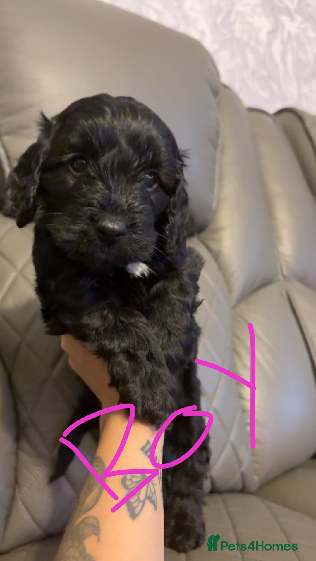 Cockapoo dogs for sale: Cockapoo for sale - Image 6