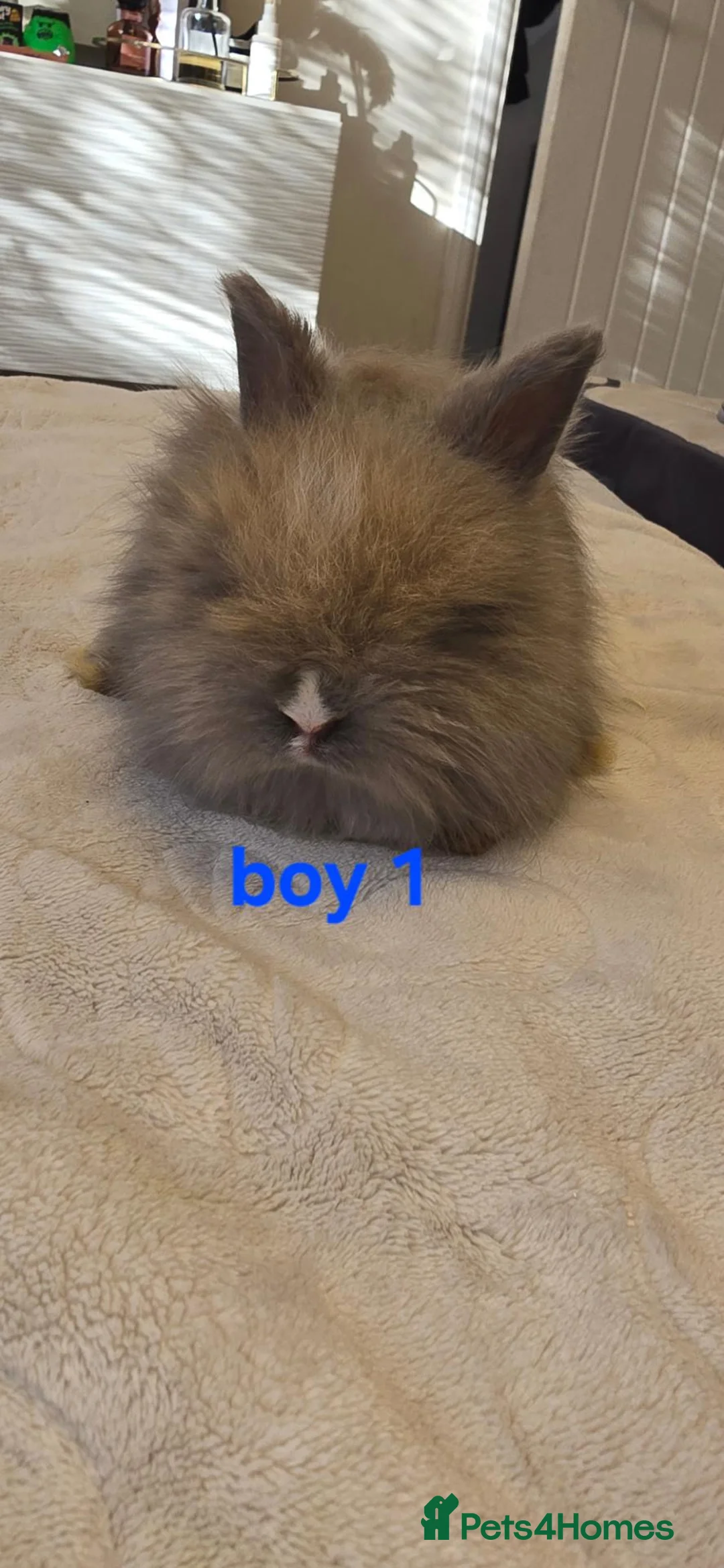 Angora rabbits for sale: 9 beautiful angora babies ready now - Advert 2