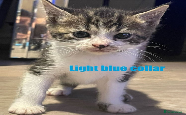 Mixed Breed cats - Advert 9