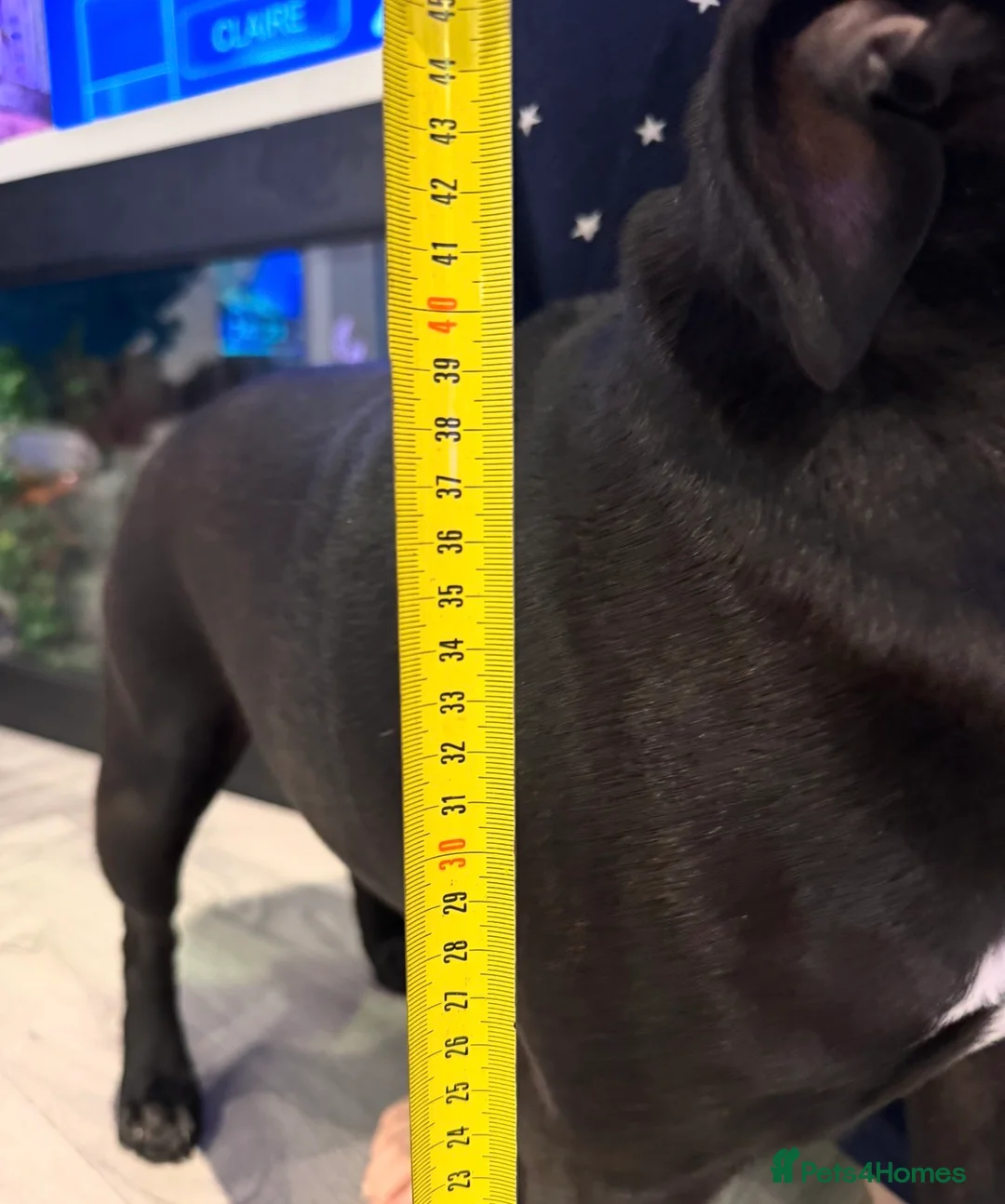 Staffordshire Bull Terrier dogs for sale: Blue & Black Staffordshire bull terrier pups - Advert 5