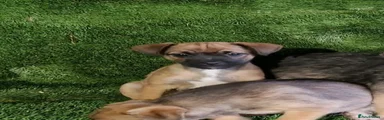 Mixed Breed 4