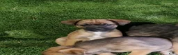 Mixed Breed dogs for sale: Border terrier cross jack russel puppies  - Advert 3
