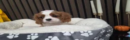 Cavalier King Charles Spaniel dogs for sale: Stunning Cavaliers Puppies - Advert 9