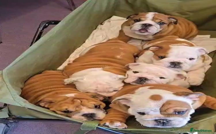 English Bulldog dogs - Advert 3