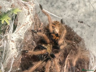 Tarantulas invertebrates 5 month old green bottle blue GBB tarantula - Advert 1