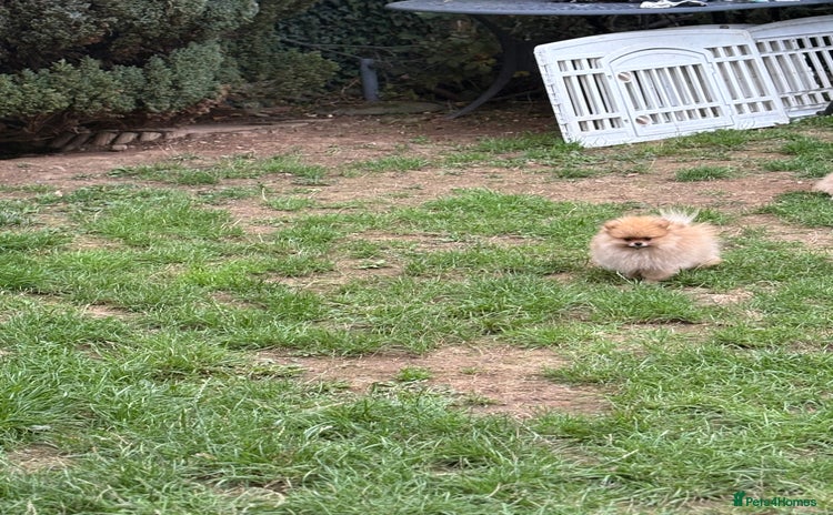 Pomeranian dogs - Advert 6