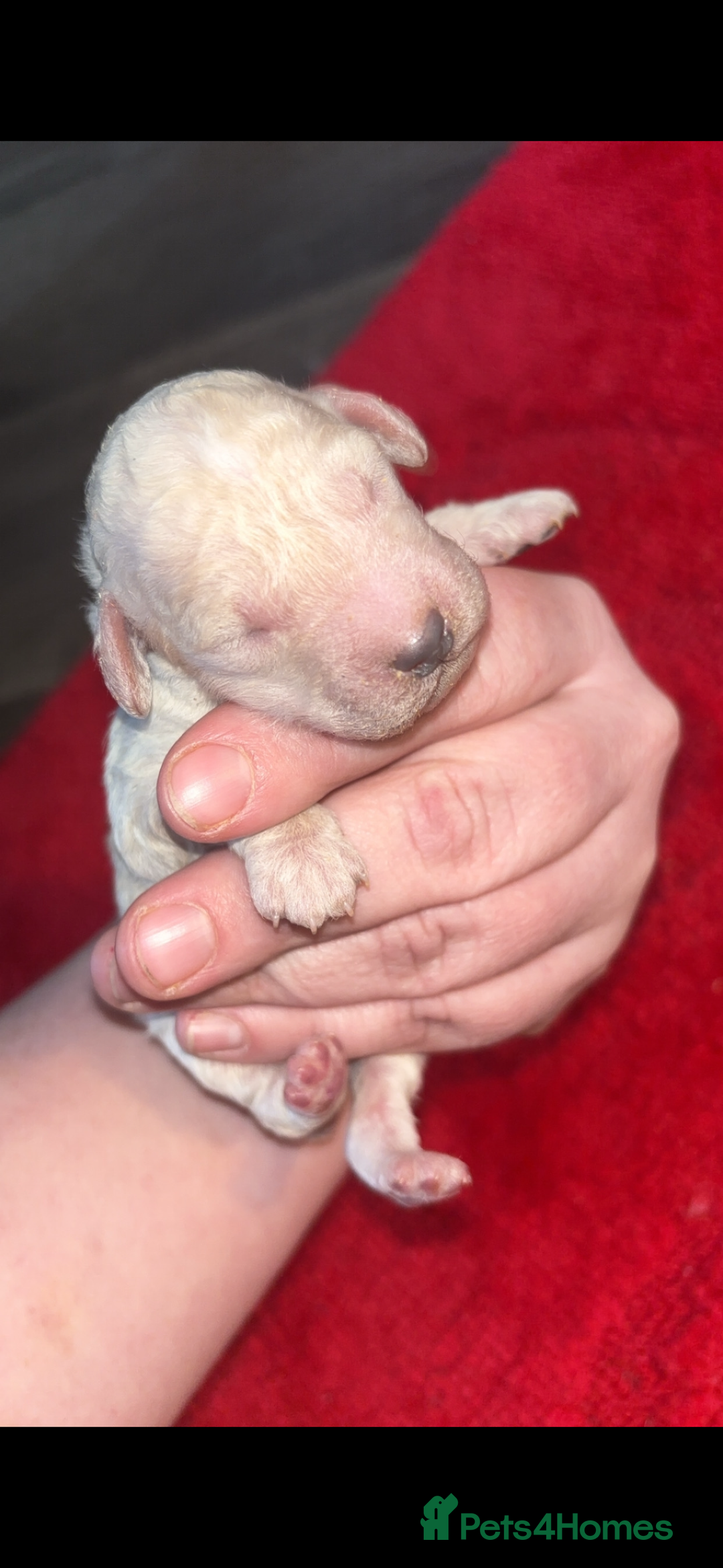 Miniature Poodle dogs for sale: Poodle puppies - Advert 14