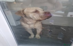 Mixed Breed dogs for sale: Central asian shepard cross - Image 3