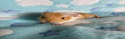 Guinea Pig rodents for sale: Gold & white Coronet Boar  - Advert 8
