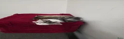 Mixed Breed cats for sale: Beautiful Kittens Looking for Loving Homes - Advert 3
