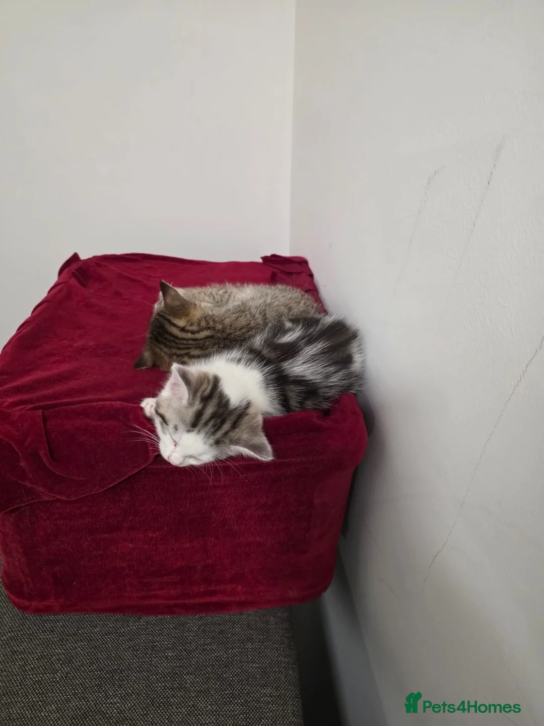 Mixed Breed cats for sale: Beautiful Kittens Looking for Loving Homes - Advert 3