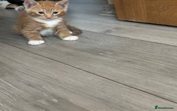 Mixed Breed cats for sale: 😻Happy kittens 😻 - Image 2