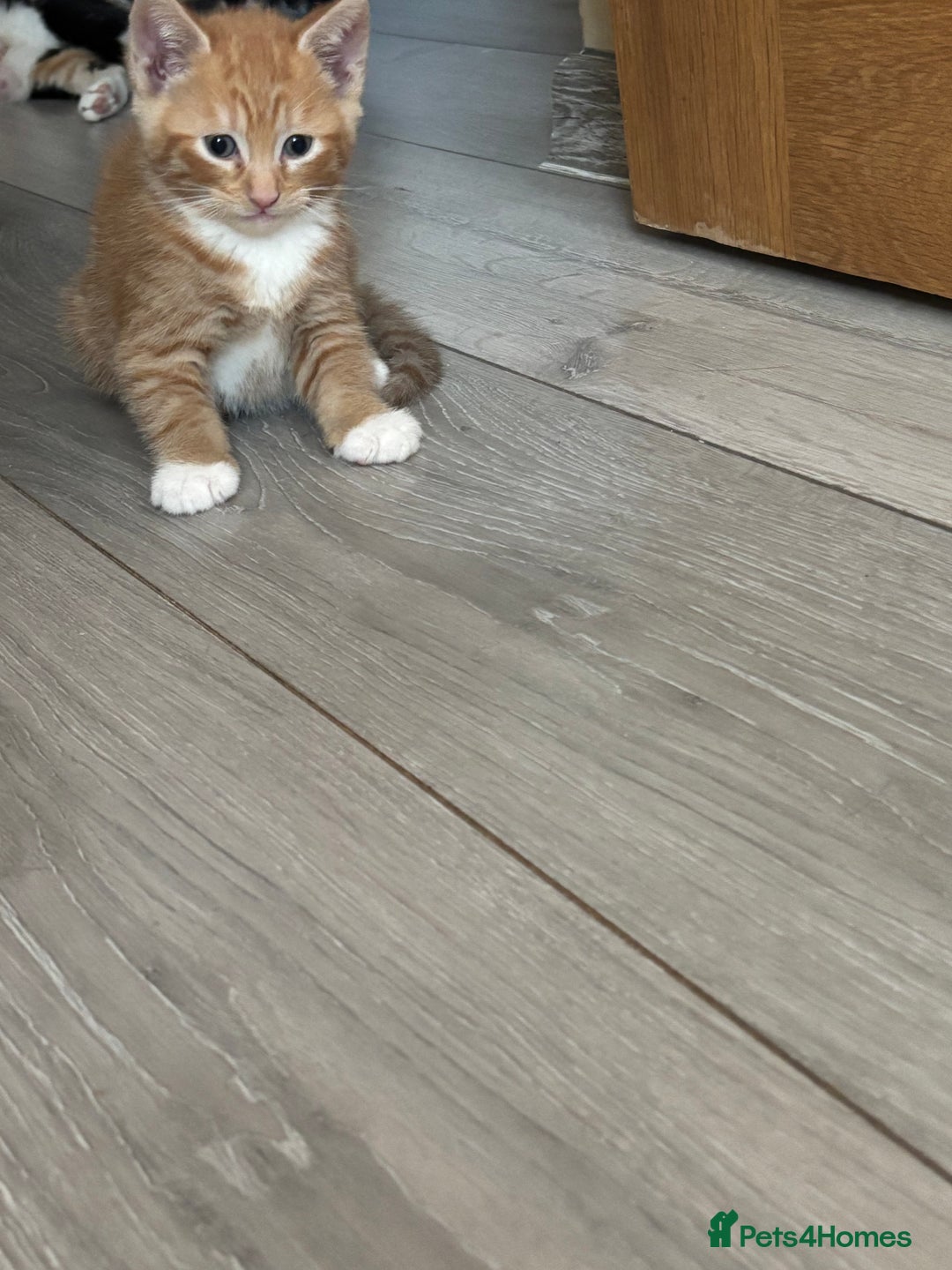Mixed Breed cats for sale: 😻Happy kittens 😻 - Image 2