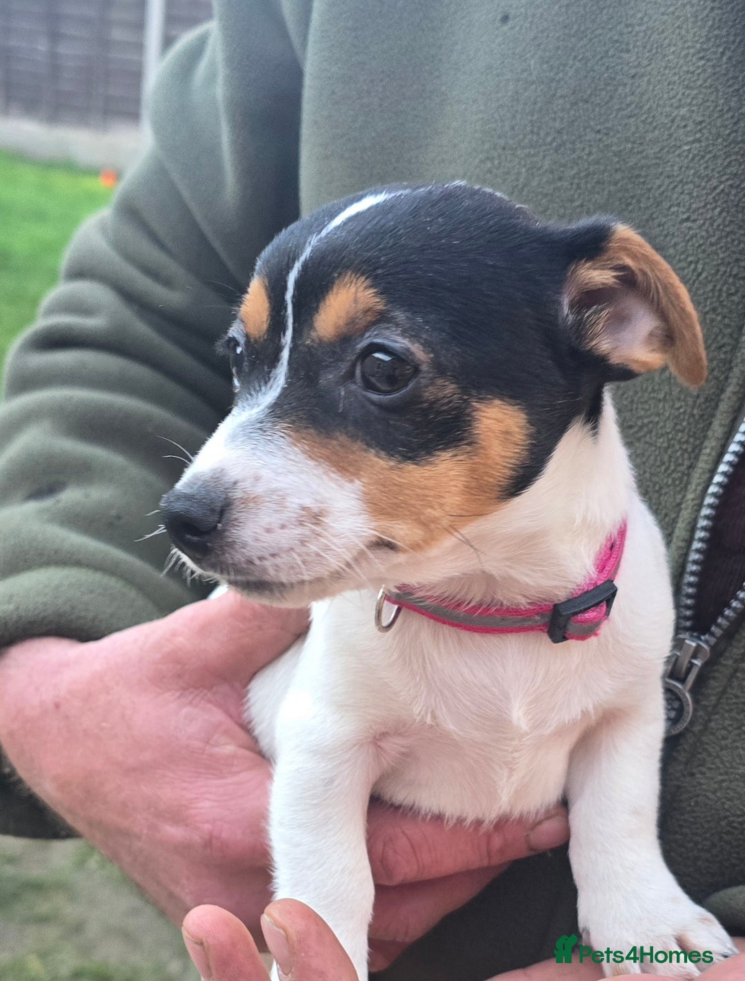 Jack Russell dogs for sale: Jack russel puppies - Image 8