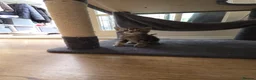 British Shorthair cats for sale: Kittens for sale in Fareham - Advert 19