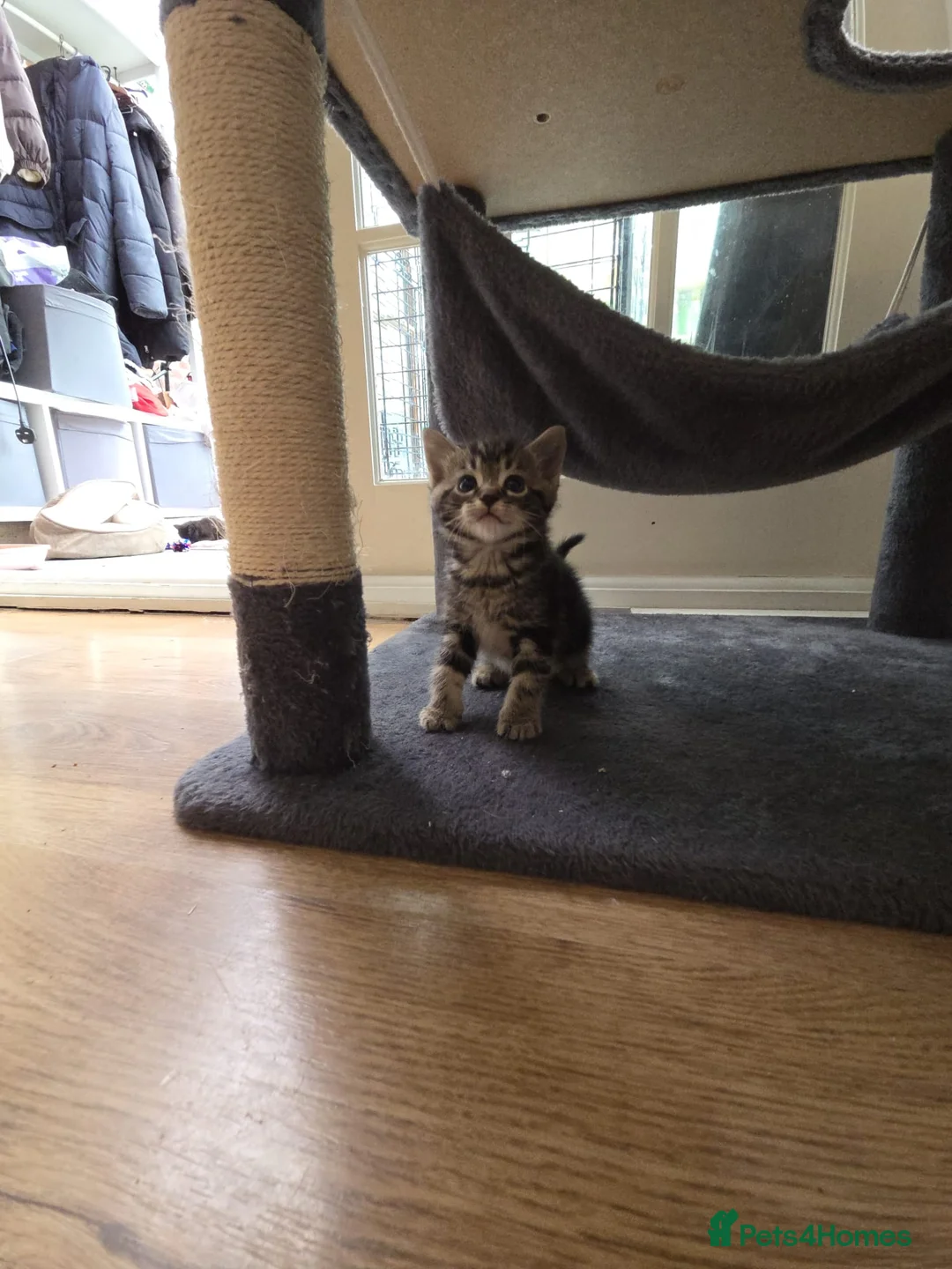British Shorthair cats for sale: Kittens for sale in Fareham - Advert 19