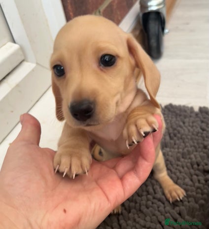 Miniature Dachshund dogs - Advert 6