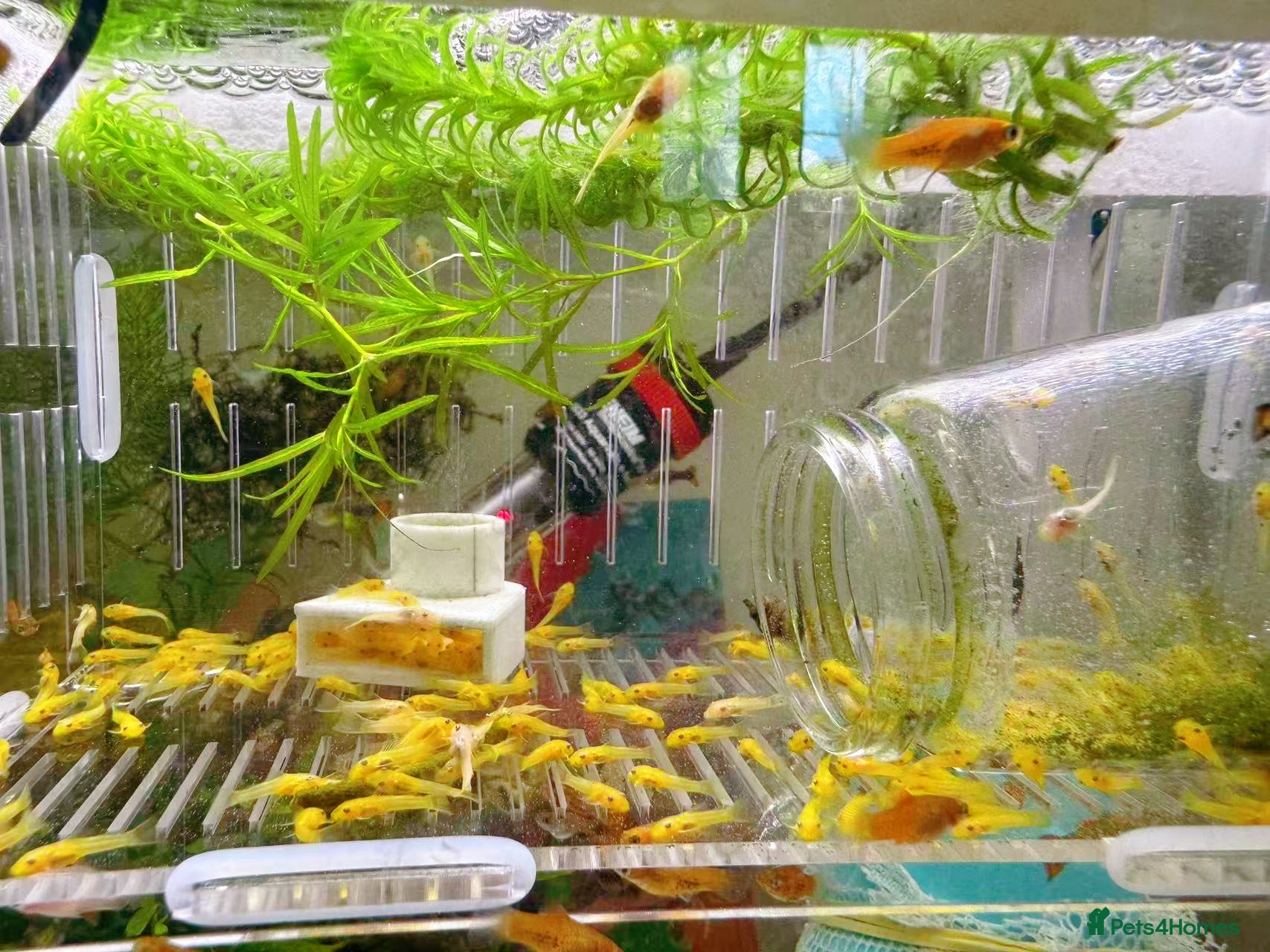 Plecos fish Golden Bristlenose Pleco L144 Lemon blue/black eye - Advert 1