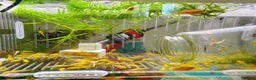 Plecos fish for sale: Golden Bristlenose Pleco L144 Lemon blue/black eye - Advert 3