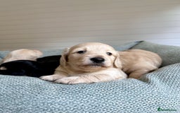 Miniature Dachshund dogs for sale: CREAM MINIATURE DACHSHUNDS💛 - Image 18