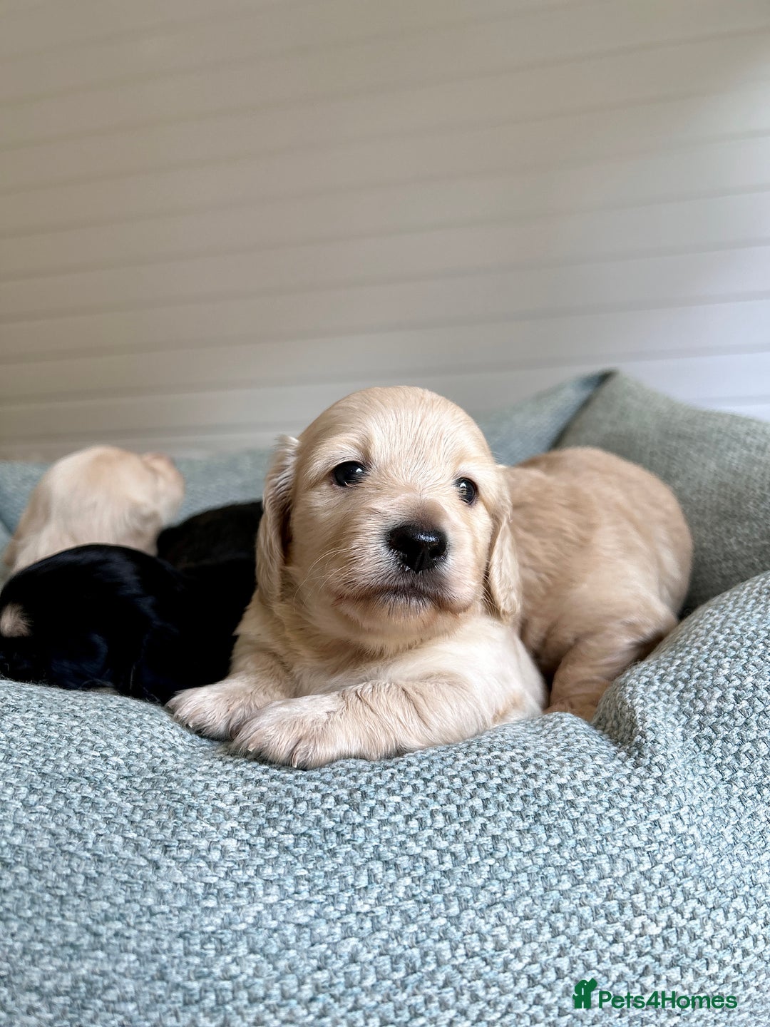 Miniature Dachshund dogs for sale: CREAM MINIATURE DACHSHUNDS💛 - Image 18