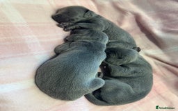 Weimaraner dogs for sale: 🐾 KC Registered Weimaraner Puppies 🐾 - Image 2